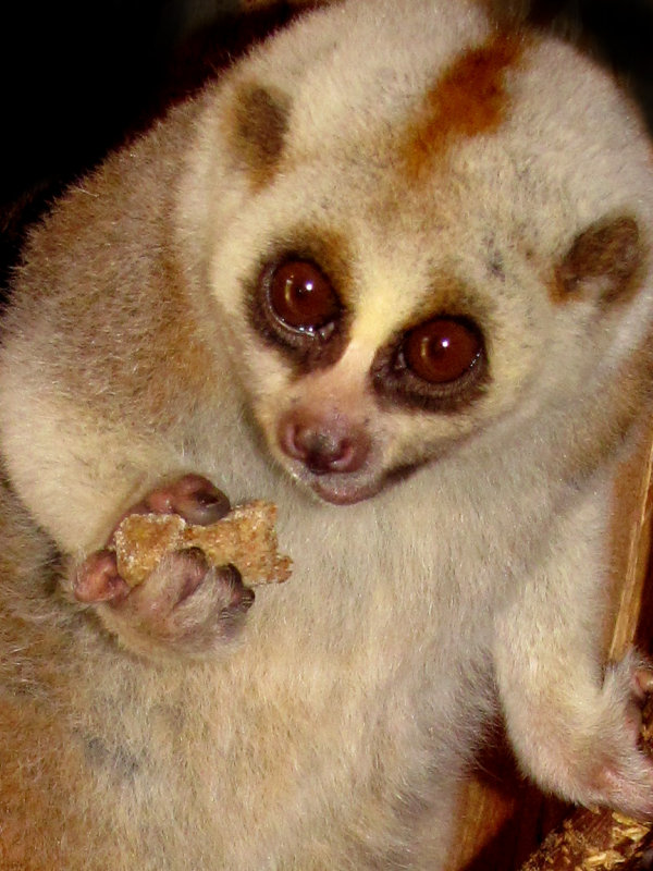 slow lorus 2009
