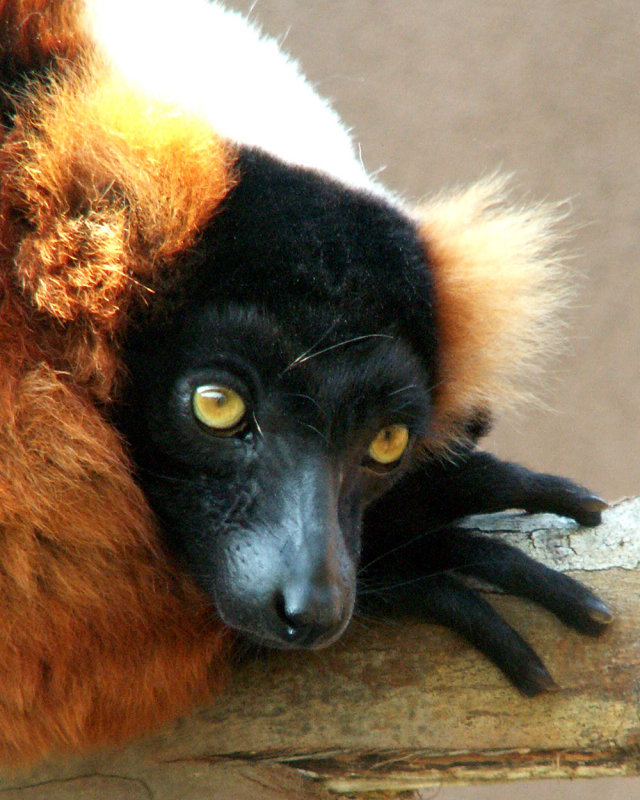 lemur 2008