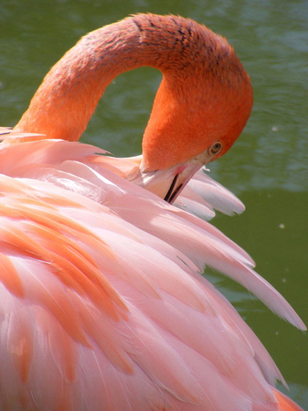 cuban flamingo 2008