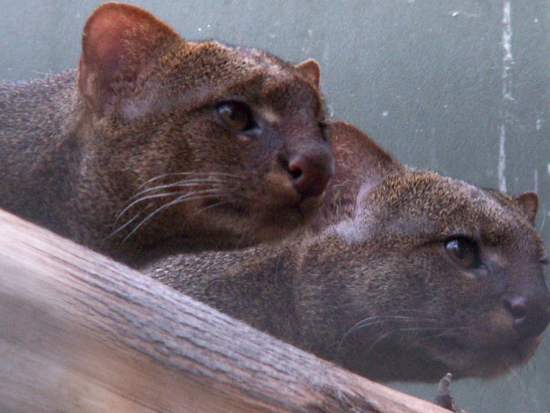 jaguarundi 2008