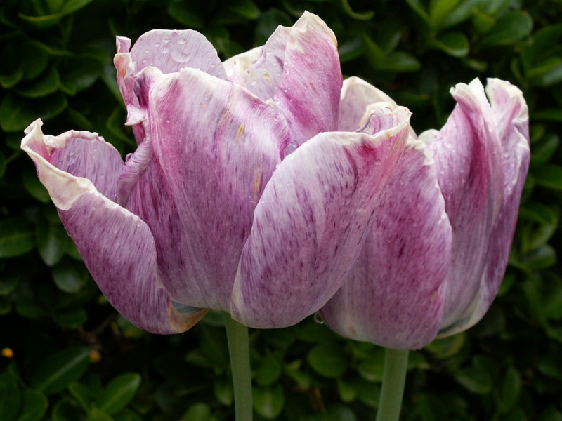 Flowers in Calais