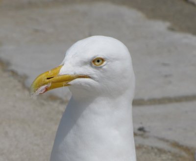 The aggressive gull