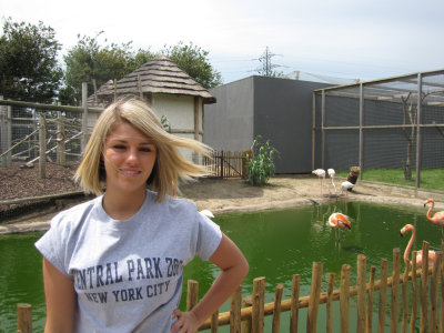 Cuban Flamingos at the Rare Species Conservation Centre, Sandwich