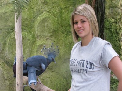 Victoria Crowned Pigeons at the Rare Species Conservation Centre, Sandwich
