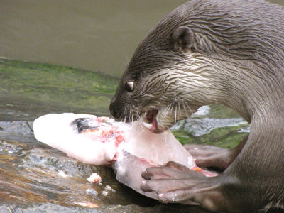 Otters at the Rare Species Conservation Centre, Sandwich