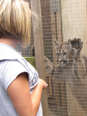 Pumas at the Rare Species Conservation Centre, Sandwich