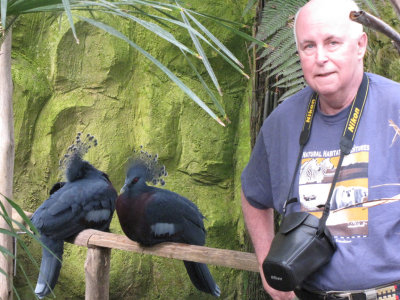Rare Species Conservation Centre, Sandwich Victoria Crowned Pigeons