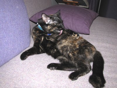 The hotel cat in London
