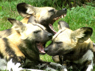 African Hunting Dogs at Howletts
