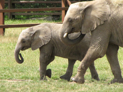 Mother and baby elephant at Howletts