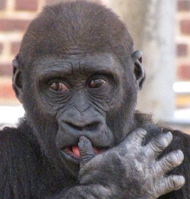 gorilla at Howletts