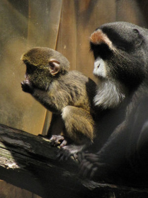 De Brazzas monkey at Howletts