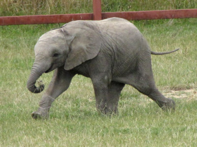 Howletts Baby Elephant