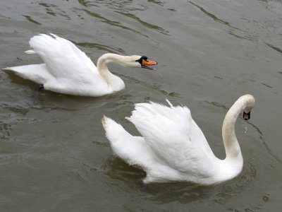 Swans on the River Stour