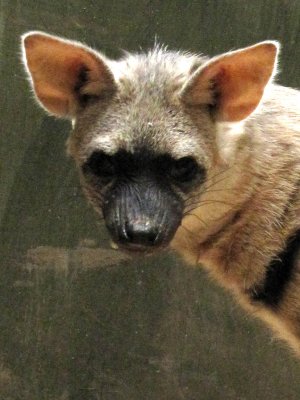 aardwolf 2009