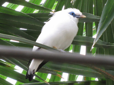 bali starling 2009
