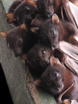 Little Red Flying Fox Bats 2009