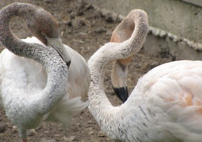 flamingos 2009