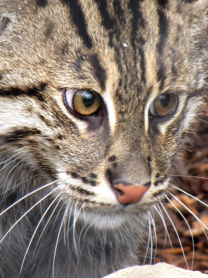 fishing cat 2009