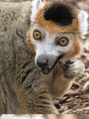 crowned lemurs 2009