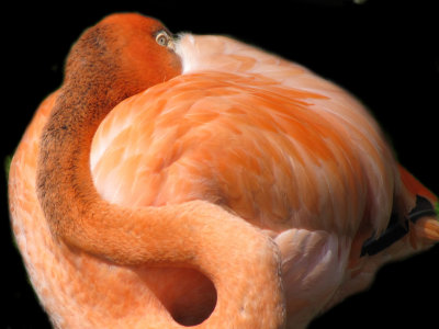 flamingo 2009
