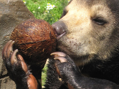 sun bear eating a coconut 2009