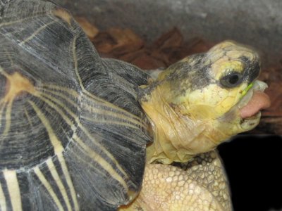 Radiated tortoise 2009