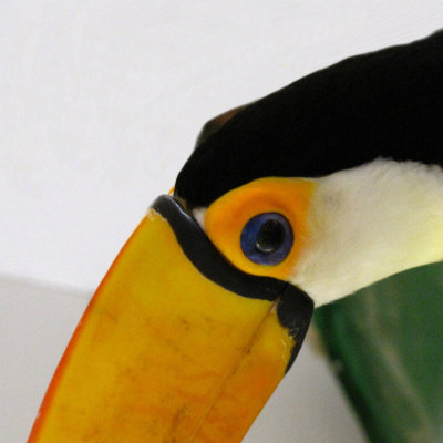 toucan 2009