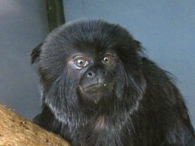 Gouldis monkey 2009