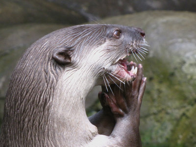smooth coated otter 2009