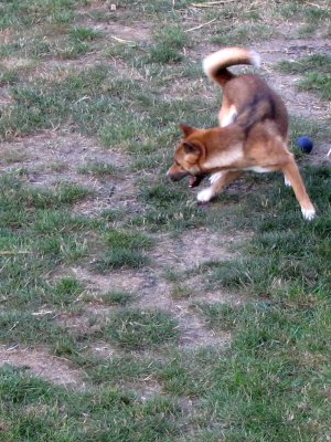 singing dog in motion 2009