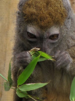 bamboo lemur 2009