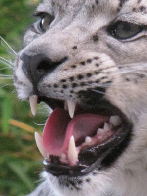 Rare Species Conservation Center