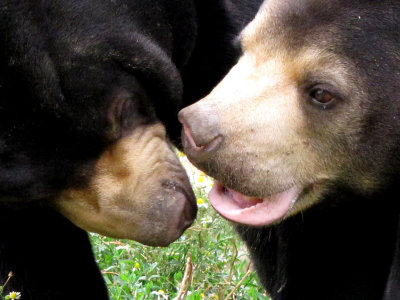 sunbears 2009