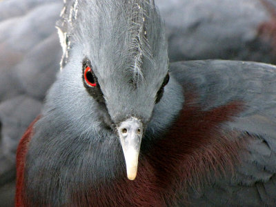 victoria crowned pigeon 2009