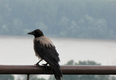 A resident of the Kalemegon Fortress