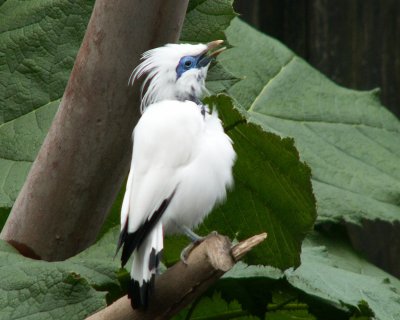 Bali starling 2008
