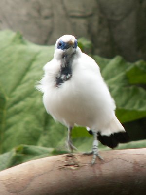 Bali starling 2008