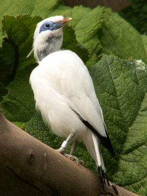 Bali starling 2008