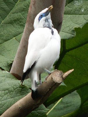 Bali starling 2008