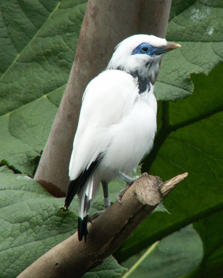 Bali starling 2008