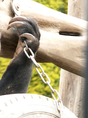sun bear claws 2008
