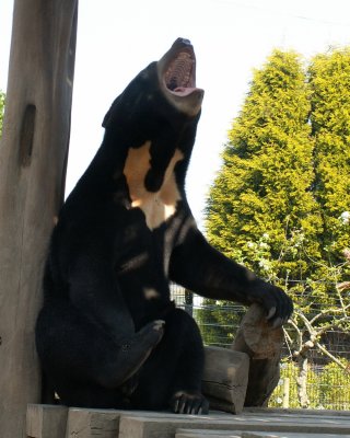 Sun Bears, 2008