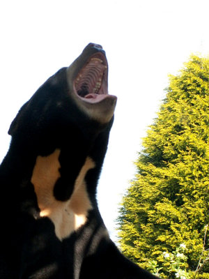 Sun Bears, 2008