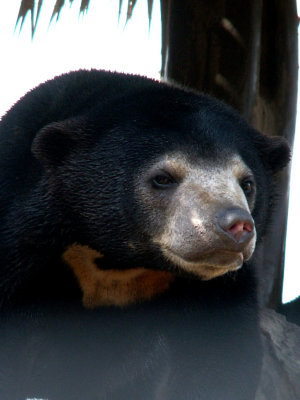 Sun Bears, 2008