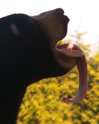 Sun Bears, 2008