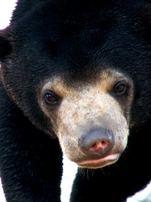 Sun Bears, 2008
