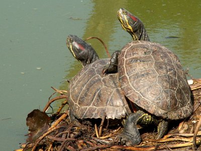 tortoise radiated 2008
