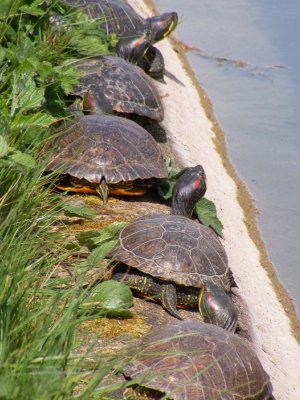tortoise 2008