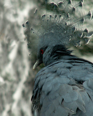 victoria crowned pigeon.a.JPG